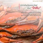 Real Elixir Chitosan 500 mg. 60's chitosan contains 60 tablets - can control the level of blood lipids. And can reduce the accumulation of body fat