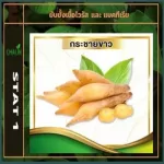 Schalin Statte Day White Krachai Height 368 mg. Vitamin D 3 Height 2000MCG100,000iu Plu, beta glucan, krachai vitamin d3 Betaglucan, 1 panel, 10 capsules.