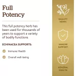 Solgar Echinacea Herb Extract 60 Vegetable Capsules เอ็คไคนาเซีย 60 เวจจี้แคปซูล