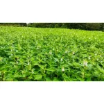 Cold black sesame oil 450 ml. Organic, free from chemicals, skin care, nourishing the heart, nourishing the heart, eating organic black keto, with organic Thailand /ifoam certification.