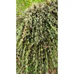 Cold black sesame oil 450 ml. Organic, free from chemicals, skin care, nourishing the heart, nourishing the heart, eating organic black keto, with organic Thailand /ifoam certification.