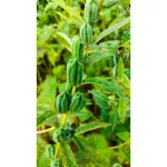 Cold black sesame oil 450 ml. Organic, free from chemicals, skin care, nourishing the heart, nourishing the heart, eating organic black keto, with organic Thailand /ifoam certification.