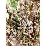 Cold black sesame oil 450 ml. Organic, free from chemicals, skin care, nourishing the heart, nourishing the heart, eating organic black keto, with organic Thailand /ifoam certification.