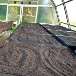 Cold black sesame oil 450 ml. Organic, free from chemicals, skin care, nourishing the heart, nourishing the heart, eating organic black keto, with organic Thailand /ifoam certification.