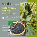 Cold black sesame oil 450 ml. Organic, free from chemicals, skin care, nourishing the heart, nourishing the heart, eating organic black keto, with organic Thailand /ifoam certification.