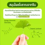 NOW FOODS GINKGO BILOBA 120 mg 50 Capsules Ginko Biloba mixed with Siberian ginseng