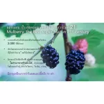 En factor Herbel Mix