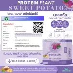 Protein Plants โปรตีน แพลนท์ รสมันเทศ สีม่วง จากพืช 3 ชนิด ออแกร์นิค โปรตีนจากข้าว ถั่วลันเตา มันฝรั่ง ปรุงสำเร็จชนิดผง 1 กล่อง 7 ซอง 350 กรัม