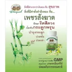 อภัยภูเบศร เพชรสังฆาต ขนาด 400 มก. 70 แคปซูล พร้อมส่ง