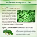 เบต้า พลูคาว ผสมเบต้า-กลูแคน ภูมิแพ้ เป็นหวัด