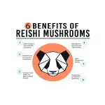 Red Ganoderma lucidum Mushrooms Reishi Longevity Support 60 Vegetarian Capsules Host Defense®