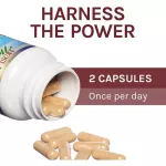 Red Ganoderma lucidum Mushrooms Reishi Longevity Support 60 Vegetarian Capsules Host Defense®