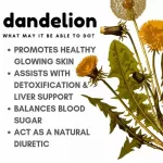 Dandelion Root Root Extract Dandelion Root 1575 MG 180 Vegan Capsules Nature's Way®