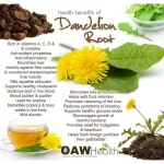 Dandelion Root Root Extract Dandelion Root 1575 MG 180 Vegan Capsules Nature's Way®