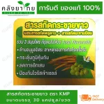 White Krachai extracted Krachai extract 1 bottle of Finger Root Extract KMP.