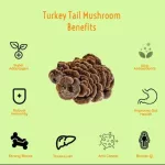 เห็ดหางไก่งวง Turkey Tail Coriolus Versicolor Fungiology Full-Spectrum Turkey Tail 90 Veggie Capsules Fungiology®