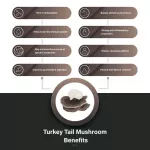 เห็ดหางไก่งวง Turkey Tail Coriolus Versicolor Fungiology Full-Spectrum Turkey Tail 90 Veggie Capsules Fungiology®