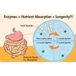 6 digestive enzymes, Digesttive Enzymes 60, 21st Century® capsule