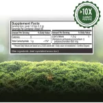 Lion's Mane Muse Mushroom My Celium Powder, Mental Clarity & Focus 100 G Host Defense® Mushroom Mushroom Extract Cotton