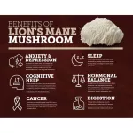 Lion's Mane Muse Mushroom My Celium Powder, Mental Clarity & Focus 100 G Host Defense® Mushroom Mushroom Extract Cotton