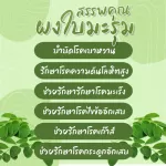 Herbal One Moringa มะรุมแคปซูล อ้วยอันโอสถ ลดน้ำตาลในเลือด ป้องกันเบาหวาน ลดความดัน เหน็บชา  100 แคปซูล