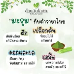 Herbal One Moringa มะรุมแคปซูล อ้วยอันโอสถ ลดน้ำตาลในเลือด ป้องกันเบาหวาน ลดความดัน เหน็บชา  100 แคปซูล