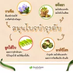 Set Double x2 Artichoke Artichok An Osotsm / Herbal One Nourishes Liver, Liver, Fat Liver