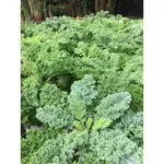 Sweet corn mixed powder and Sangyod rice germ, high fiber, antioxidants There are lutein and zeazine.