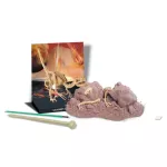 4M  STEM DINOSAUR - DIG A VELOCIRAPTOR SKELETON ชุดของเล่น ขุดซากฟอสซิล ไดโนเสาร์ พร้อมค้อน,พู่กัน และฉาก