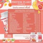 Protein PLANT Formula 1 Plant Plant Protein 900 grams/Protein Plants Ornic protein from peas, peas, potatoes, free GMO
