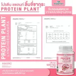 Protein PLANT formula 1, protein, lychee, cherry flavor, 900 grams/protein, Platin, Orn, Plant protein from rice, peas.