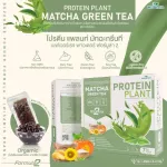 Protein PLANT Plant protein formula 2, Matcha, green tea, protein from rice, peas.
