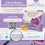 Protein PLANT Plant protein 2, purple sermon, protein from rice, peas.