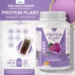 Protein Plant, Plant protein 2, purple, 5 types of plants, Oregine, free, free pearls, 23 pieces, 1 bottle of 920 grams.
