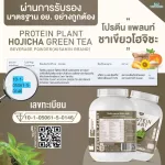 Protein PLANT Plant protein 2 flavors of Hijacha, green tea, 5 types of plants, Oregine, free 56, 1 bottle of pearls, 1 bottle of 2.27 kg.