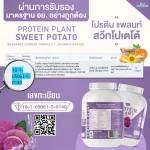 Protein Plant, Plant protein 2, purple, 5 types of plants, Oregine, free 56, 1 bottle of pearls, 1 bottle of 2.27 kg.