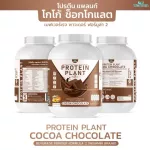 Protein PLANT Plant protein 2 flavors, cocoa flavors, chocolate, 5 plant protein, Oregine, free 56 pearls, 1 bottle of 2.27 kg.