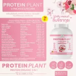 Protein PLANT Plant protein formula 1, lychee flavor, cherry, protein from 3 types of plants, Orange, peas and potatoes, 1 bottle of 2.27 kg.