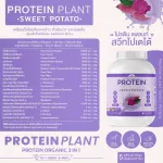 Protein PLANT Plant protein 1 recipe, purple, 3 types of plants, Oregine, peas and potatoes, 1 bottle of 2.27 kg.