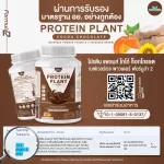 Protein PLANT Plant protein 2 flavors of cocoa, chocolate protein, 5 types of plants, free, free, 23 pieces of pearls, 1 bottle of 920 grams.