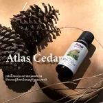 Now Foods Essential Atlas Cedar Oil 30 ML 100% Pure Pure Essential Oils