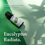 Now Foods Essential EUCALYPTUS RADIATA OIL 30 ml 100% Pure Pure eucalyptus essential oil