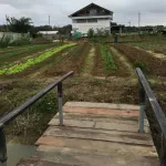 MCNENA Macina, Lemongrass spray, mosquito repellent 35 ml/mosquito repellent bottle not to bite organic, buy 2 get 1 free