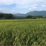 MCNENA McNee Herber Balm Herbal wax Herbal wax applied back mosquito bites MCNENA. McNee should reduce swelling, redness, no black marks, size 30 ml.