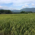 MCNENA FARM Macina Farm 350 ml of mosquito repellent lemongrass