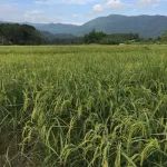 MCNENA FARM Macina Farm 350 ml of mosquito repellent lemongrass