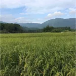 Buy 2 get 1 mcNena. McNee Herber Balm Herbal wax 30ml. Apply back mosquito bites, organic, reduce red rod, reduce swelling, do not leave black marks.