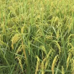 Buy 2 get 1 mcNena. McNee Herber Balm Herbal wax 30ml. Apply back mosquito bites, organic, reduce red rod, reduce swelling, do not leave black marks.