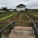 Buy 2 get 1 mcNena. McNee Herber Balm Herbal wax 30ml. Apply back mosquito bites, organic, reduce red rod, reduce swelling, do not leave black marks.