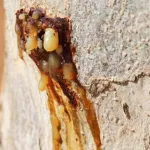 Holyaroma, Ant Oil, Aroma MYRRH OIL 100% 50 ml. From Somalia, Somalia. Sweet fragrance reduces stress, concentration.